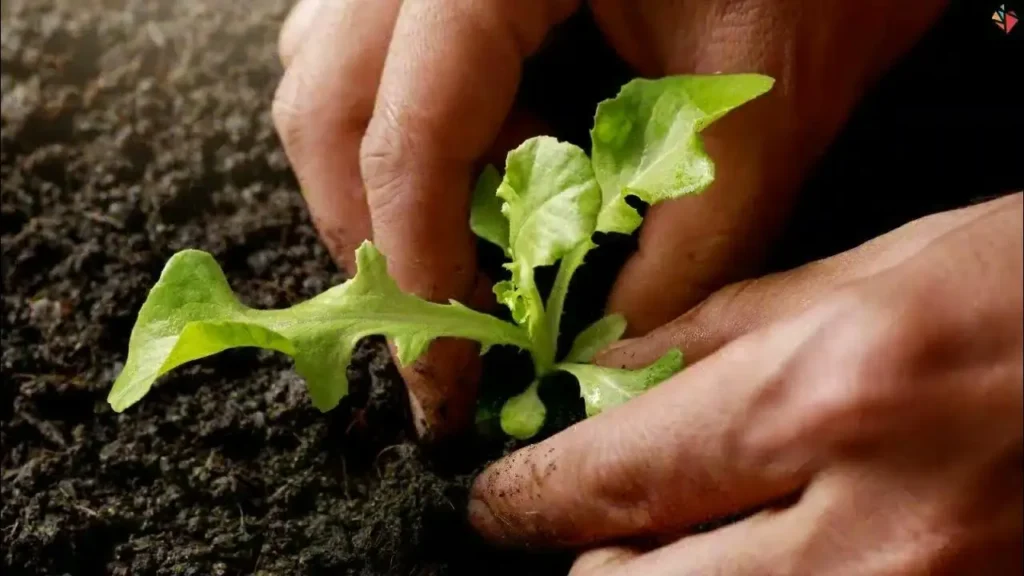 Come coltivare l’erba cipollina in casa Come coltivare l’erba cipollina in casa