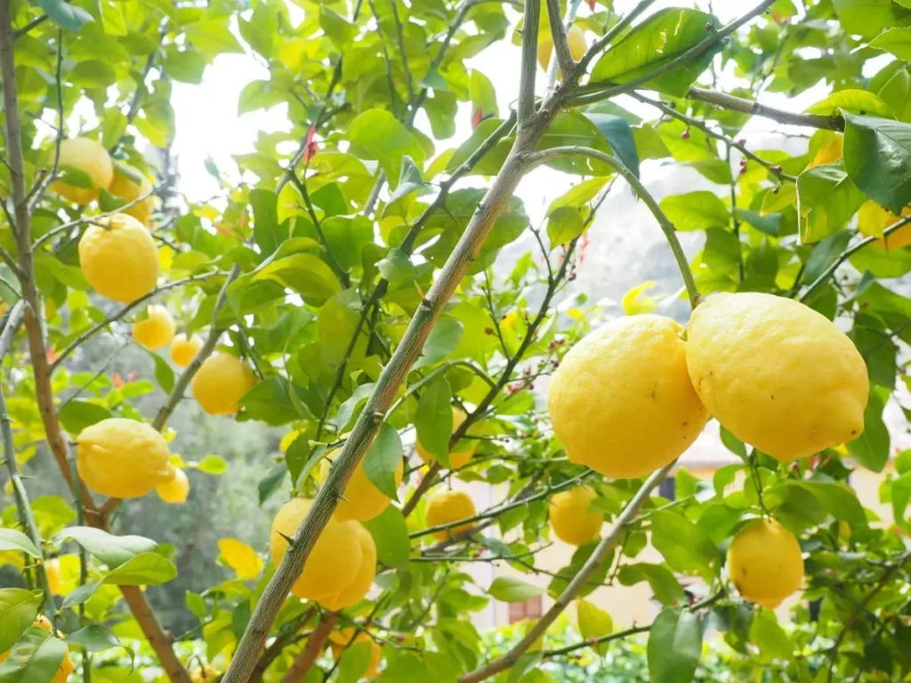 Come usare il succo di limone per ridurre la fame Come usare il succo di limone per ridurre la fame