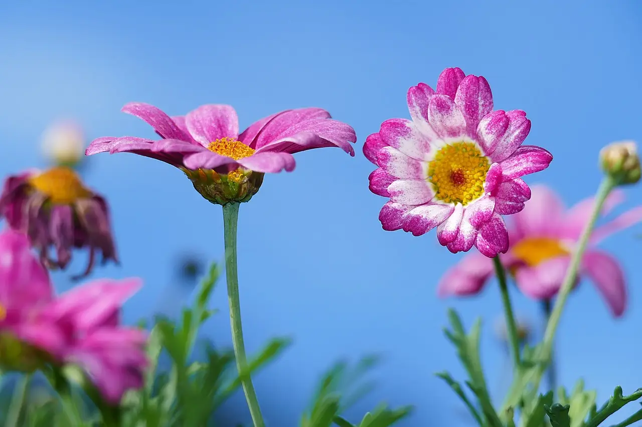 Fiori da piantare per una fioritura spettacolare in estate Fiori da piantare per una fioritura spettacolare in estate