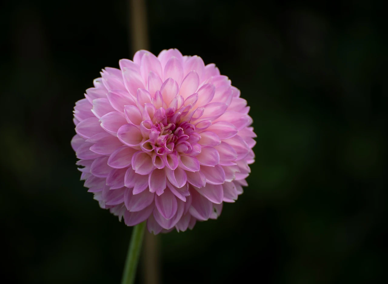 Fiori da piantare per una fioritura spettacolare in estate Immagine selezionata