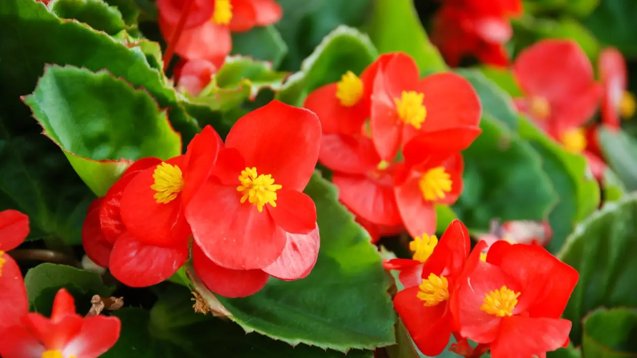 Fiori da piantare per una fioritura spettacolare in estate Immagine selezionata