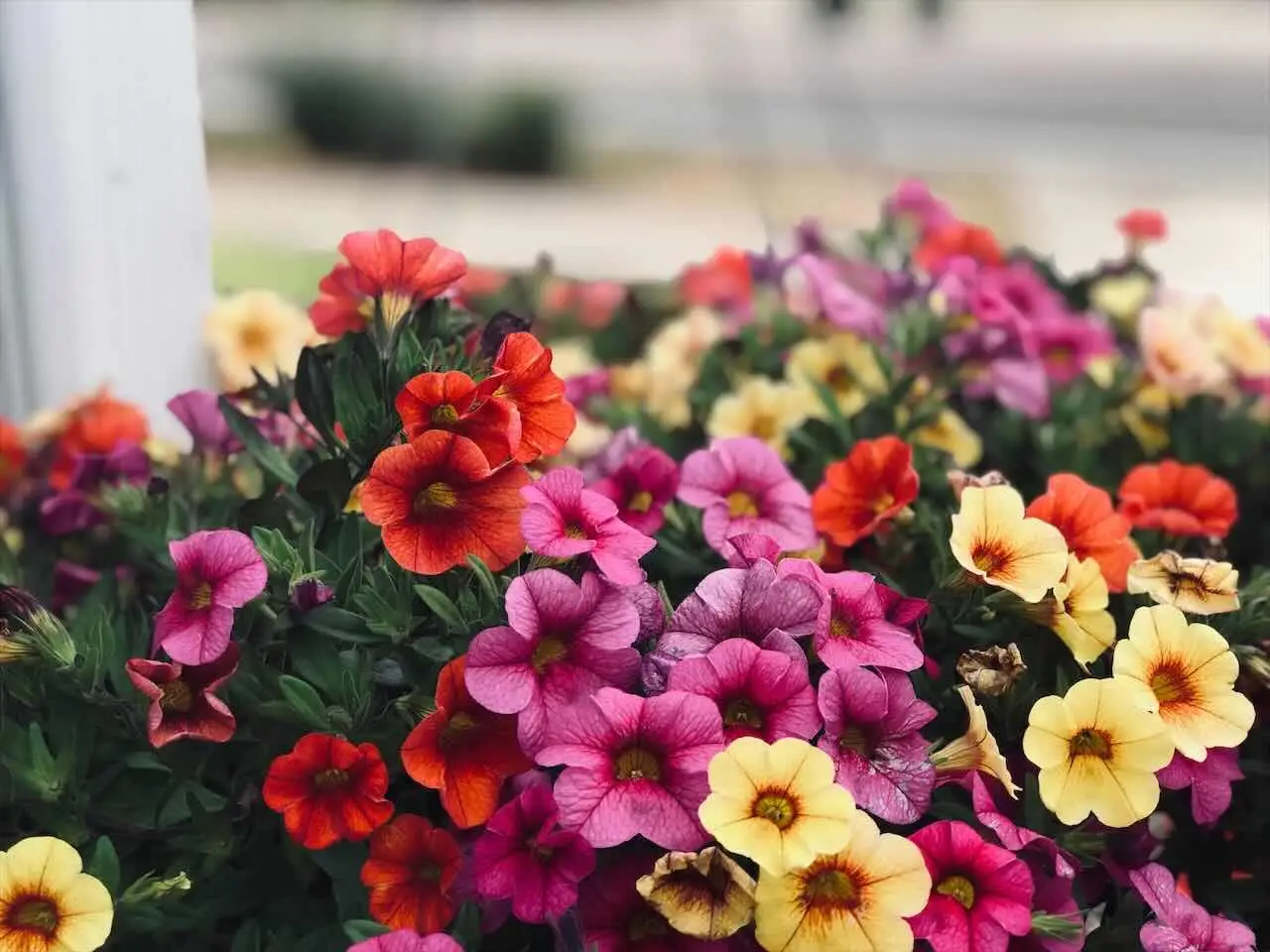 Fiori da piantare per una fioritura spettacolare in estate Immagine selezionata