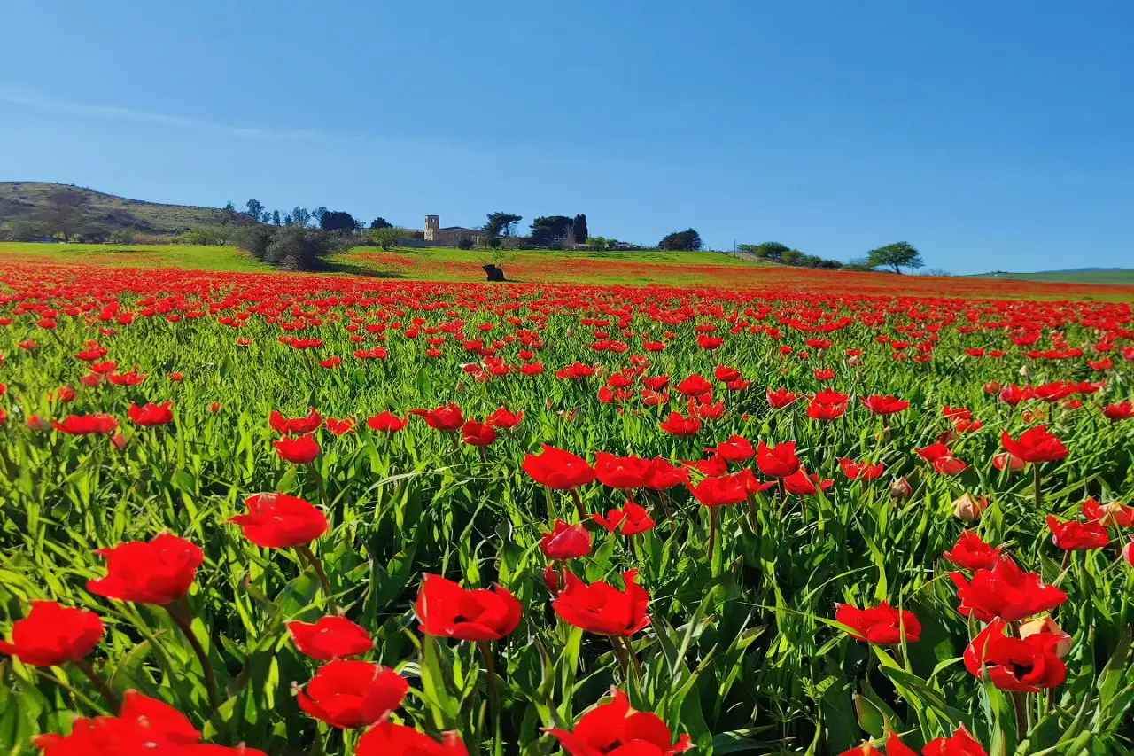 Fiori da piantare per una fioritura spettacolare in estate Immagine selezionata