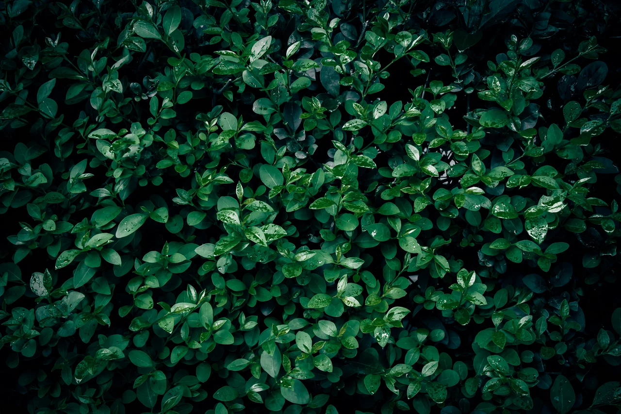 L’arbusto poco conosciuto che dona profumo estivo e resiste al gelo per un giardino sorprendente L’arbusto poco conosciuto che dona profumo estivo e resiste al gelo per un giardino sorprendente