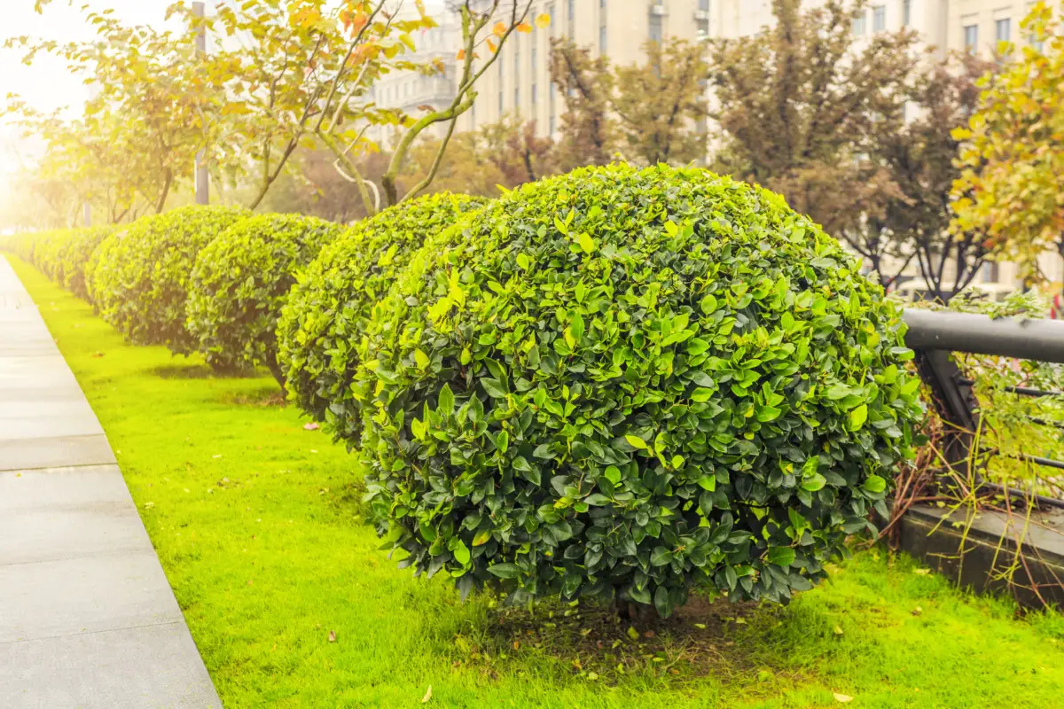 L’arbusto poco conosciuto che dona profumo estivo e resiste al gelo per un giardino sorprendente Immagine selezionata