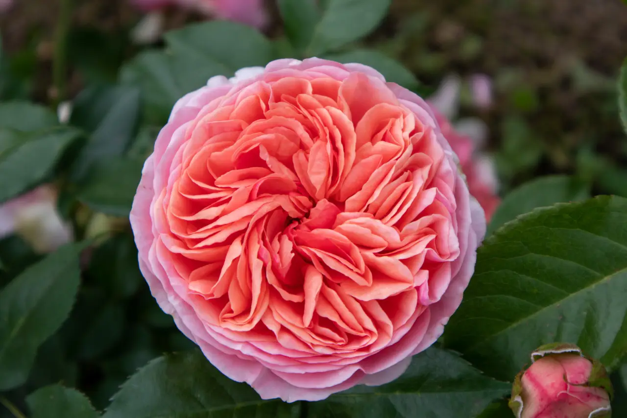 La rosa che ha sfidato gli uragani: questo è il segreto delle 'Katrina' in fiore ora anche da noi La rosa che ha sfidato gli uragani: questo è il segreto delle 'Katrina' in fiore ora anche da noi