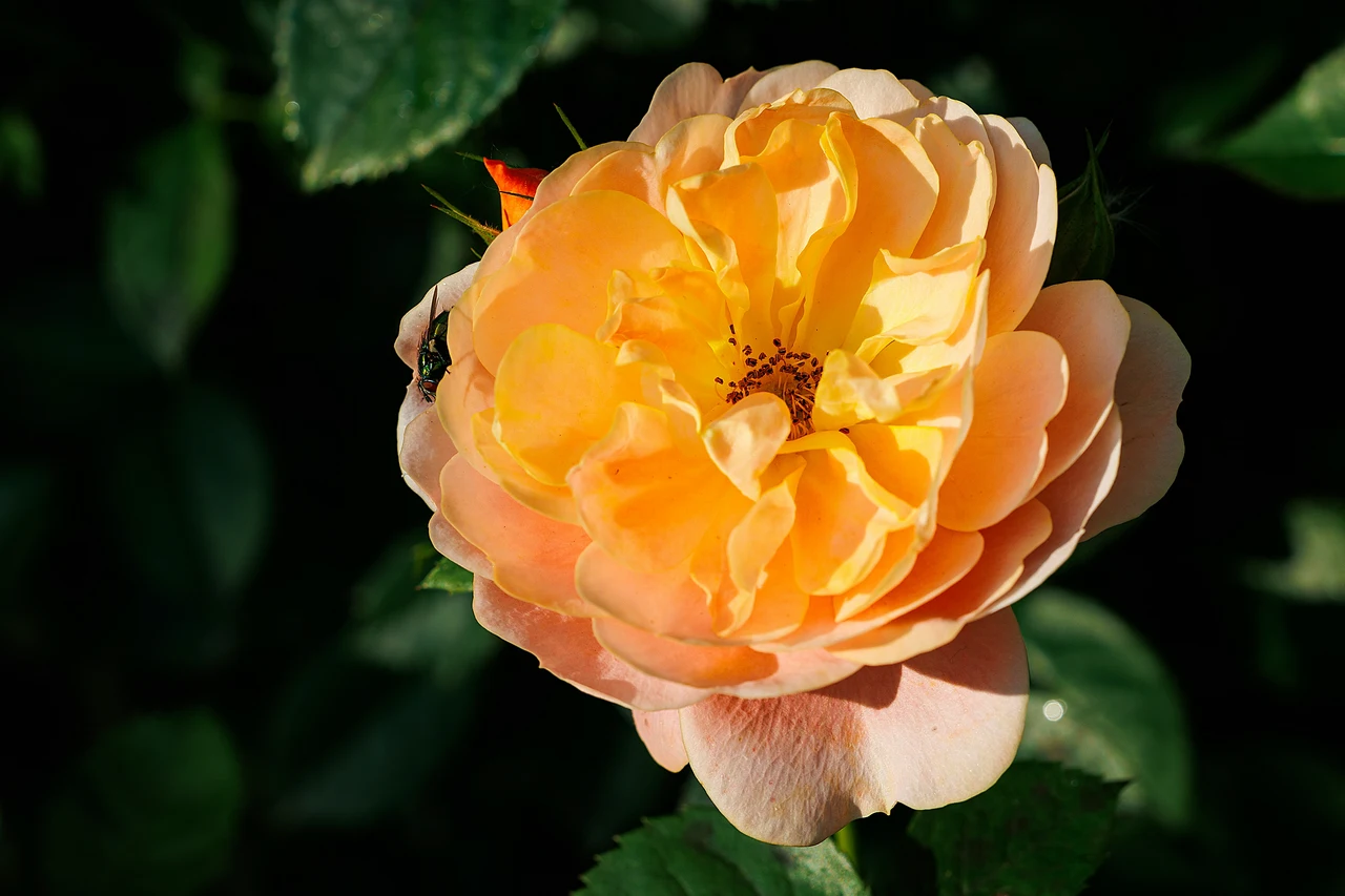 La rosa che ha sfidato gli uragani: questo è il segreto delle 'Katrina' in fiore ora anche da noi Immagine selezionata