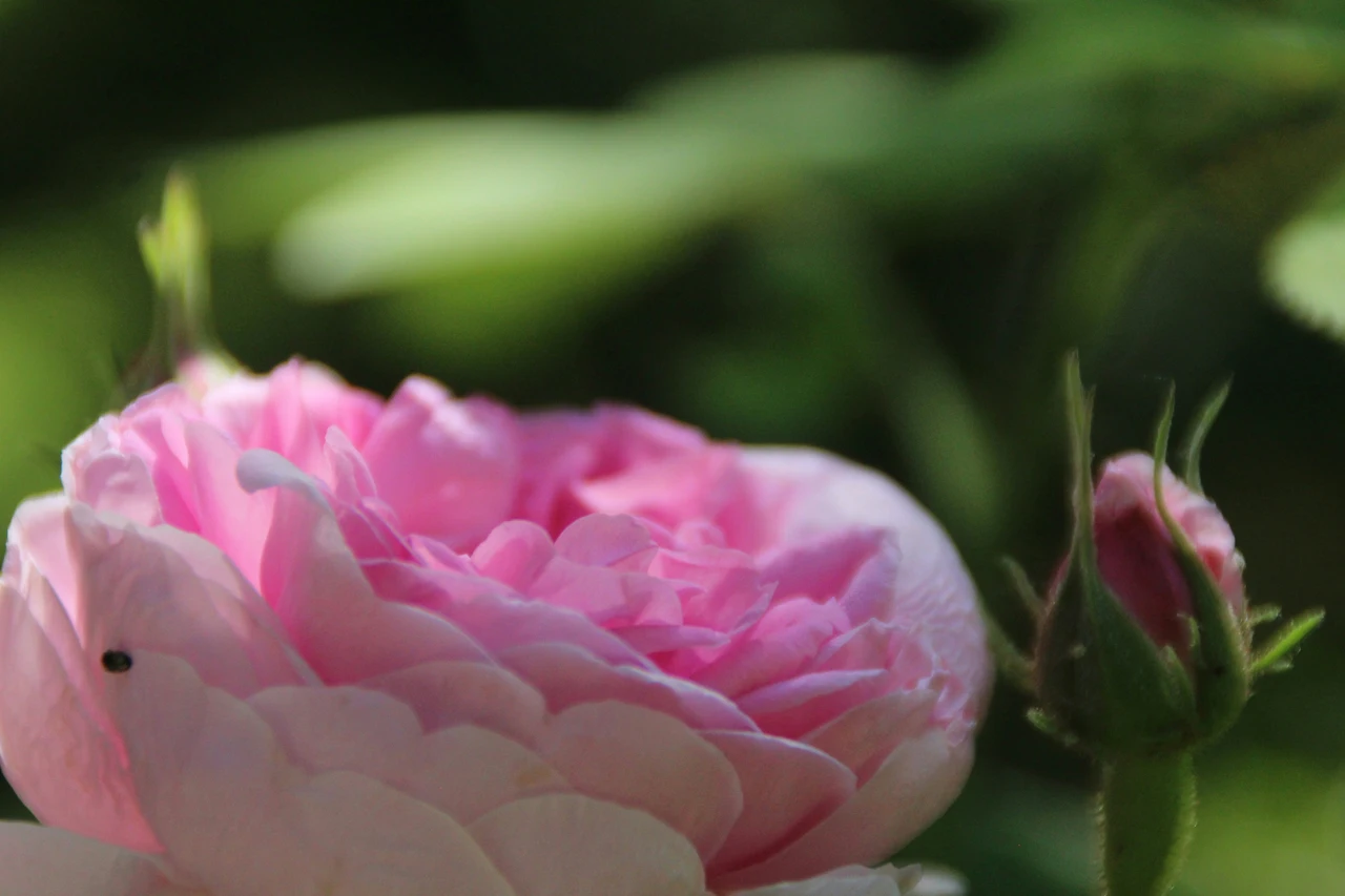 La rosa che ha sfidato gli uragani: questo è il segreto delle 'Katrina' in fiore ora anche da noi Immagine selezionata