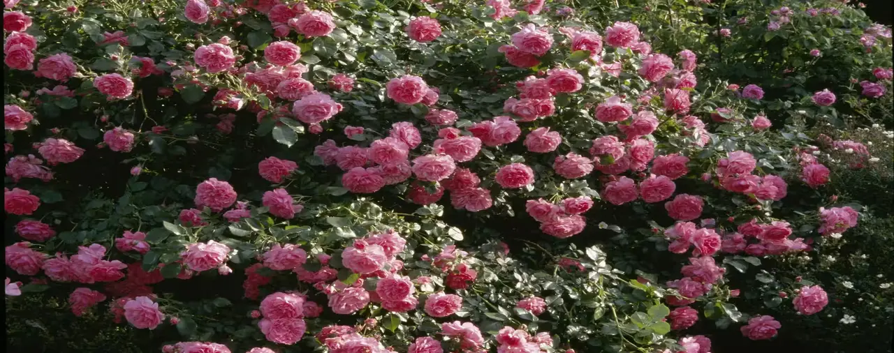 La rosa che ha sfidato gli uragani: questo è il segreto delle 'Katrina' in fiore ora anche da noi Immagine selezionata