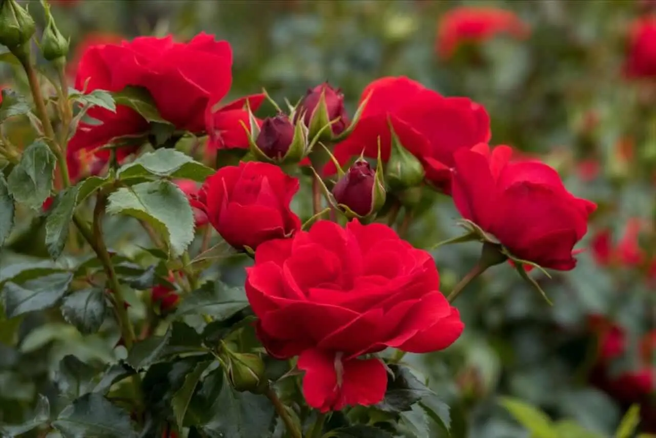 La rosa che ha sfidato gli uragani: questo è il segreto delle 'Katrina' in fiore ora anche da noi Immagine selezionata