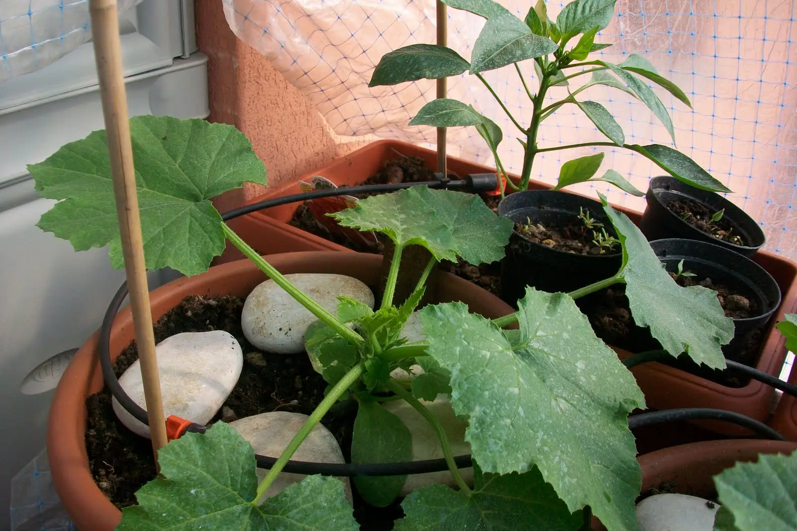 Come ottenere un raccolto perfetto di cetrioli in vaso: i consigli degli esperti per coltivarli anche sul balcone Immagine selezionata