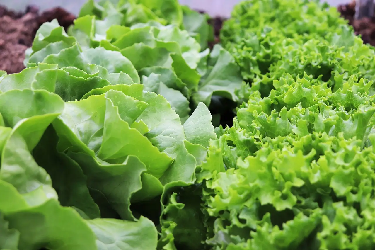 Cosa sapere sull’insalata in busta prima di acquistarla Immagine selezionata