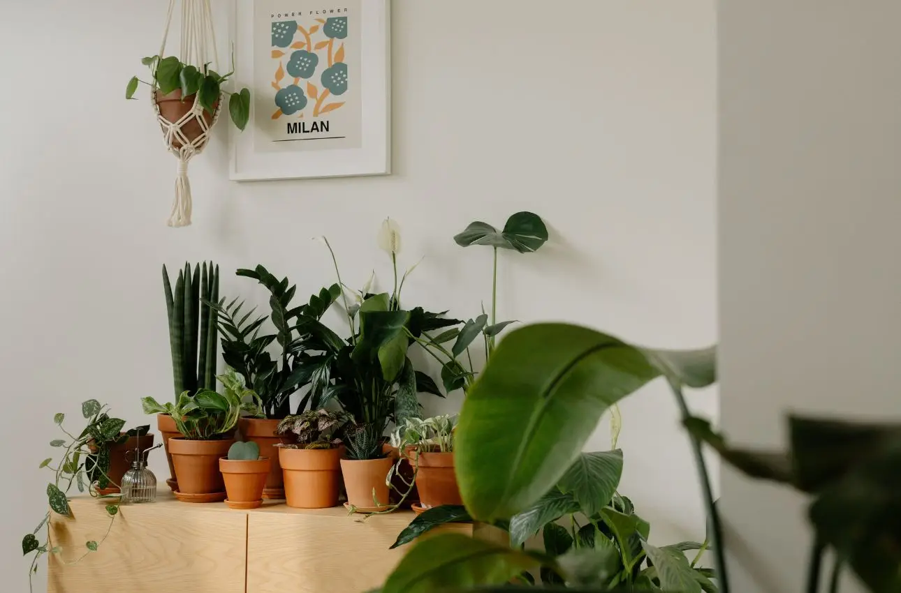 La pianta più bizzarra da Lidl: ecco il vaso a forma di annaffiatoio, colori irresistibili e prezzo mini Immagine selezionata