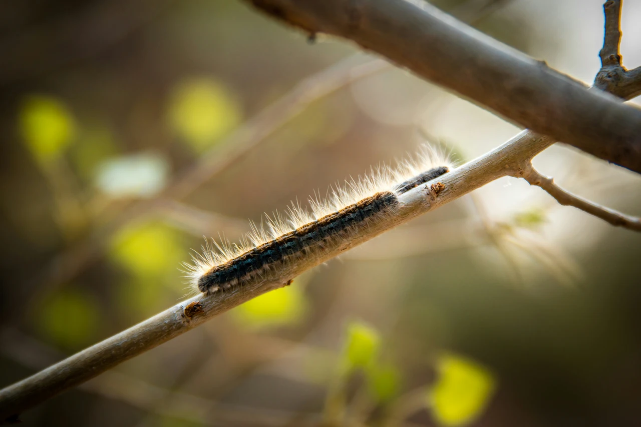 Invasione di bruchi sugli alberi cosa succede davvero questa primavera Immagine selezionata
