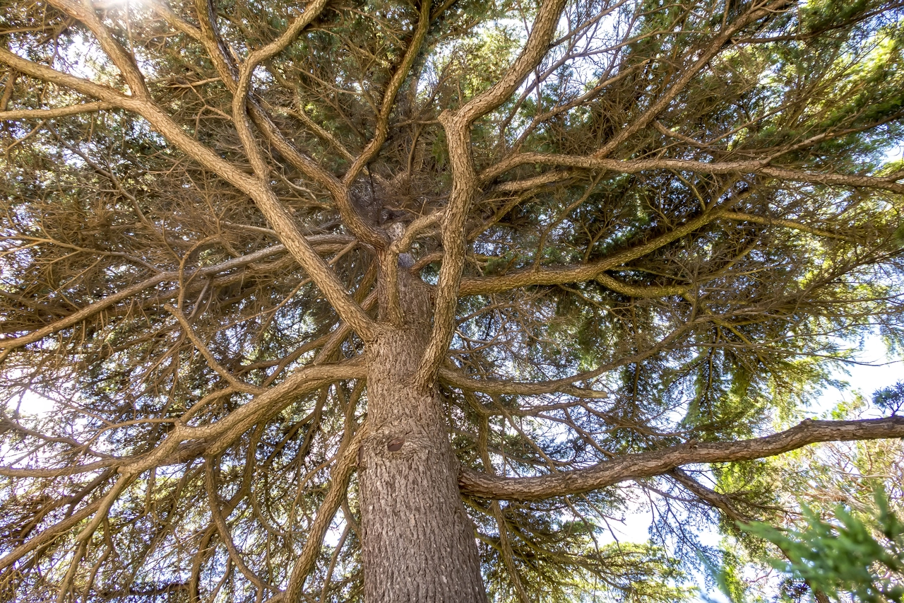 Invasione di bruchi sugli alberi cosa succede davvero questa primavera Immagine selezionata