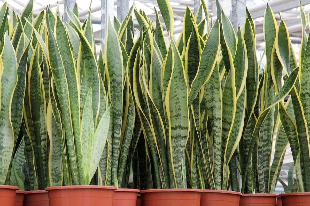 Dove mettere la Sansevieria per attirare energia positiva? Ecco il consiglio degli esperti