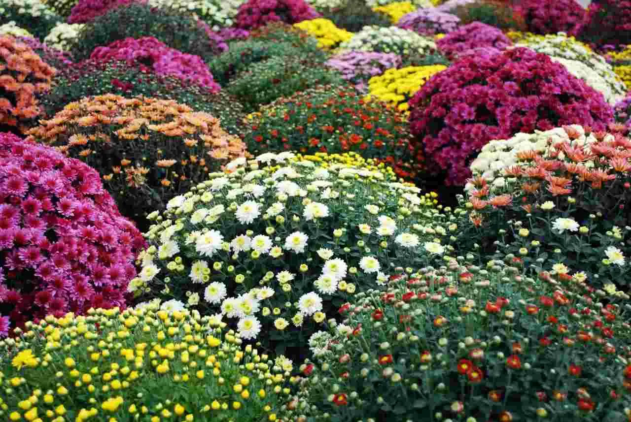 Crea il tuo capolavoro floreale: arriva l’atelier di Pasqua che tutti vogliono provare Immagine selezionata