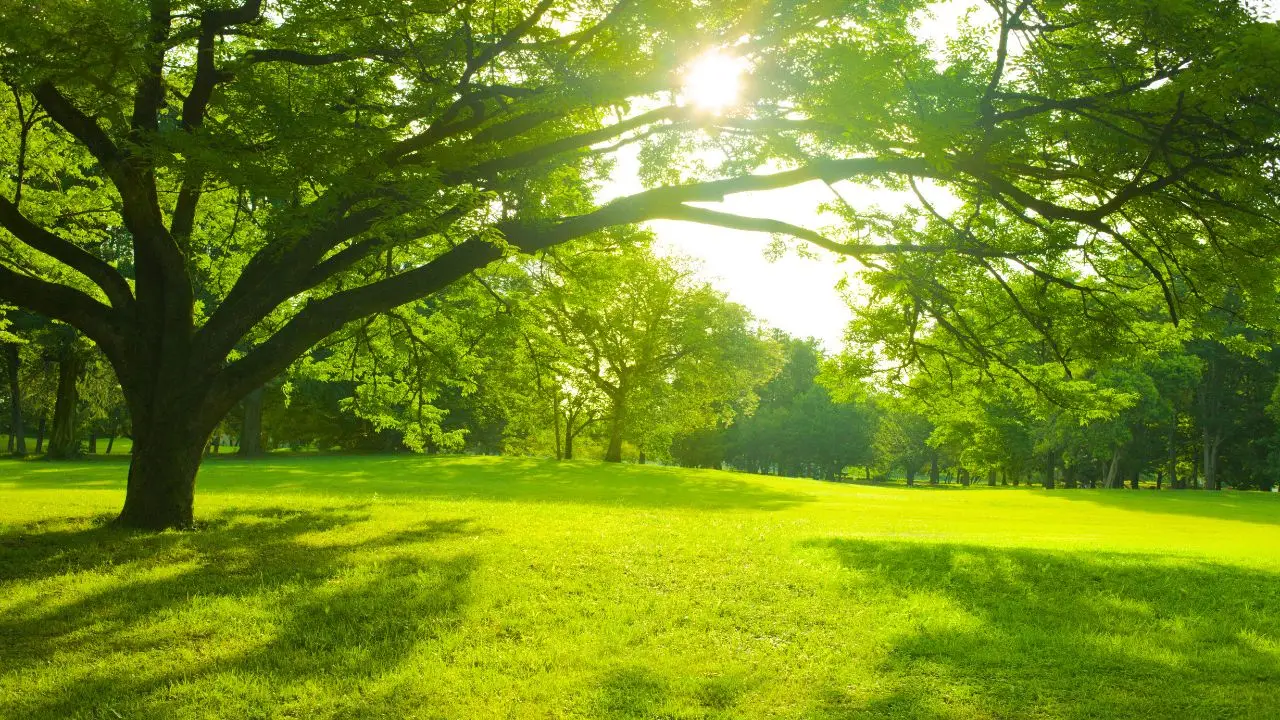 Ecco perché il tuo parco preferito potrebbe essere meno verde di quanto sembri Ecco perché il tuo parco preferito potrebbe essere meno verde di quanto sembri