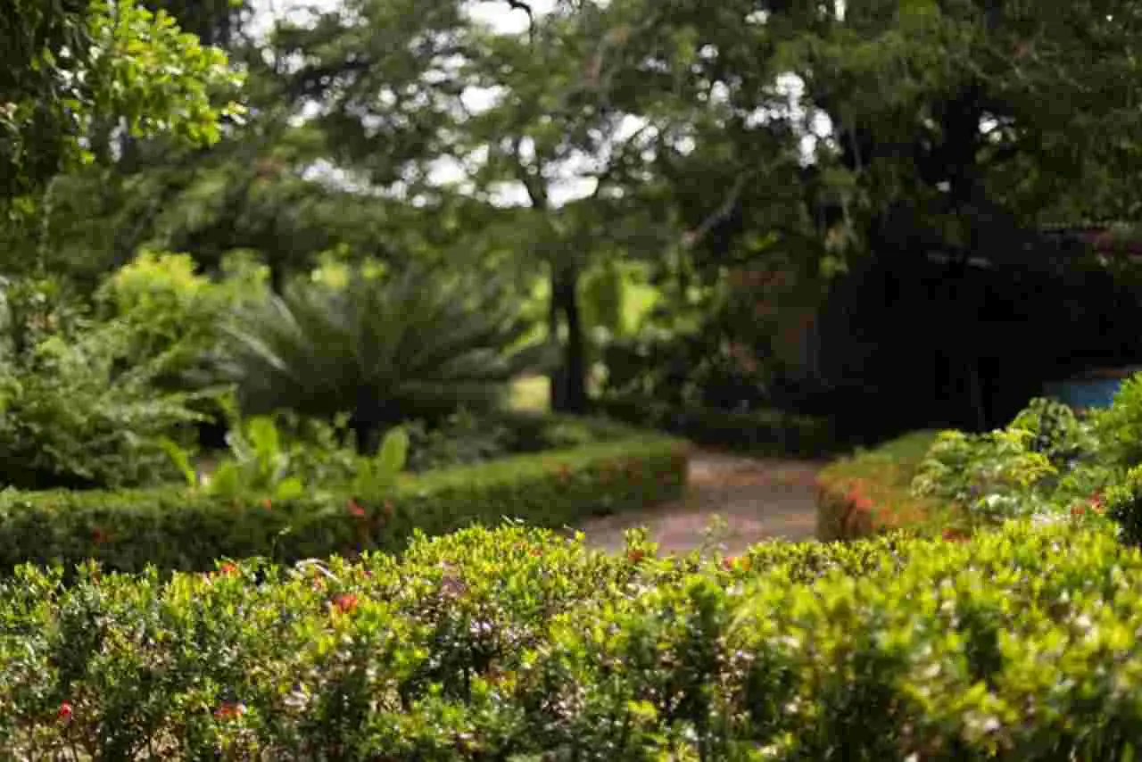 Ecco perché il tuo parco preferito potrebbe essere meno verde di quanto sembri Immagine selezionata