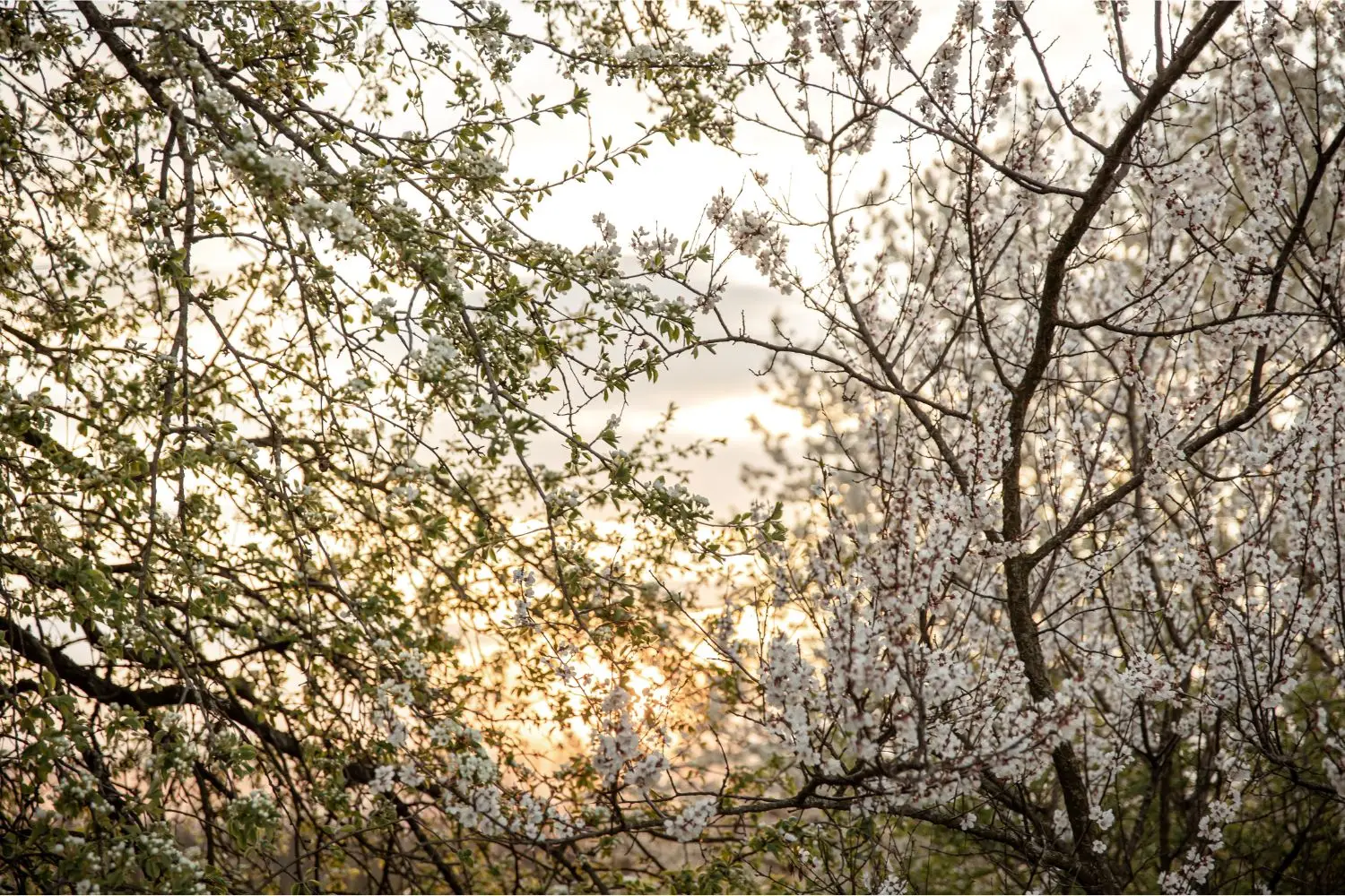 Sette attività indispensabili in giardino a maggio, per una primavera ricca di colori Immagine selezionata