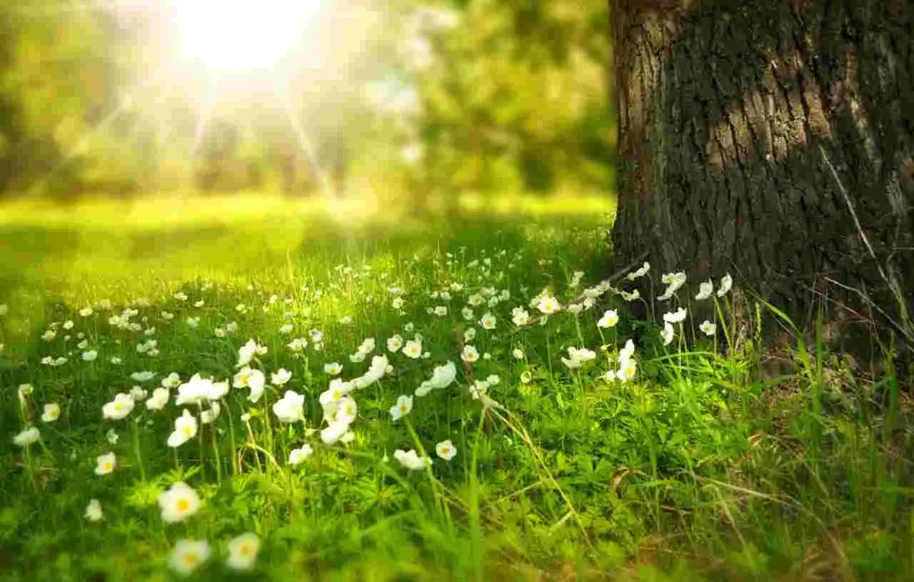 Sette attività indispensabili in giardino a maggio, per una primavera ricca di colori Immagine selezionata