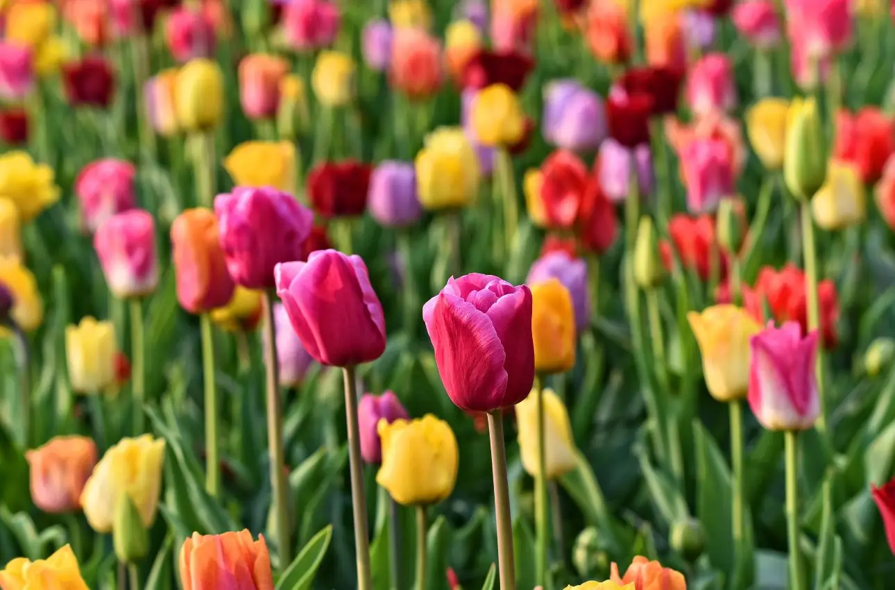 Sette attività indispensabili in giardino a maggio, per una primavera ricca di colori Immagine selezionata