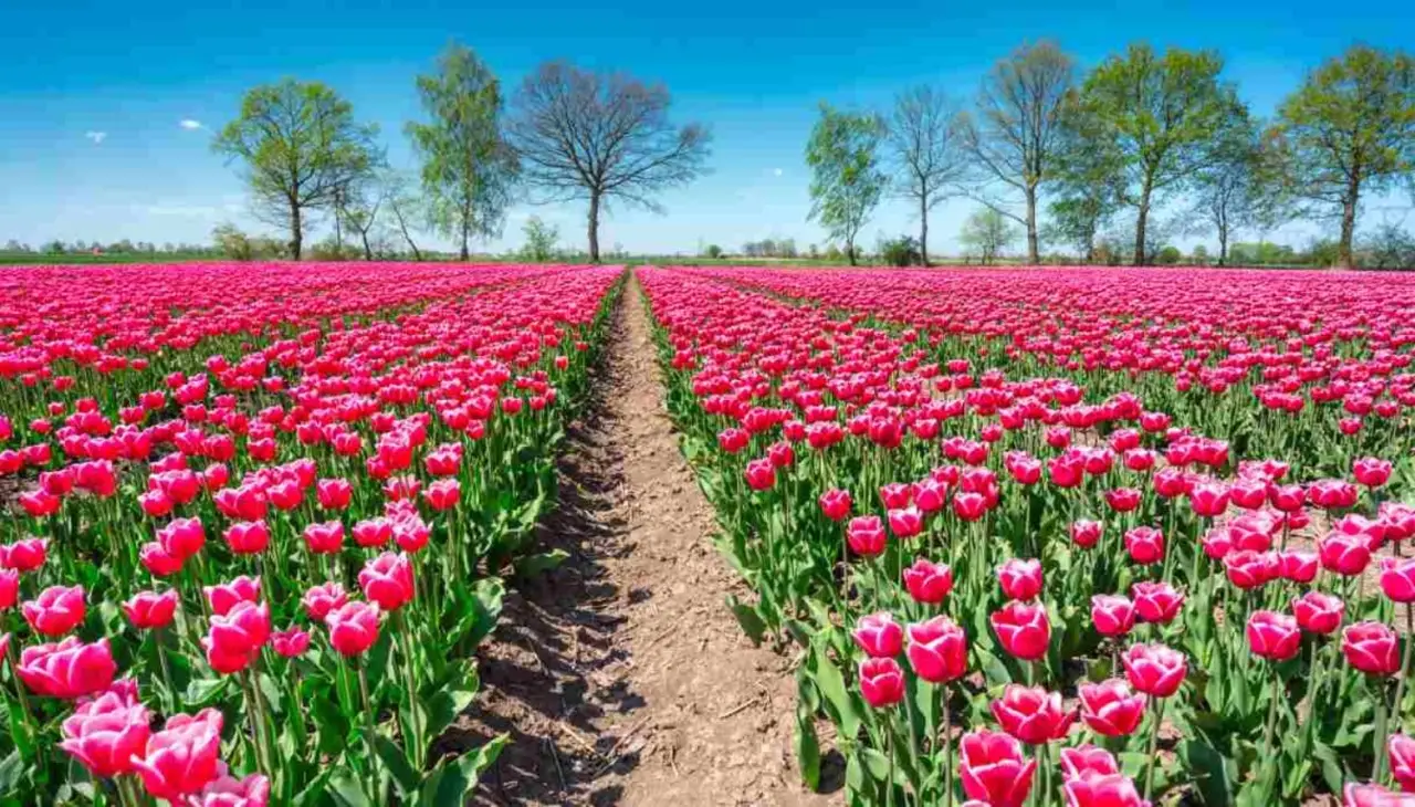 Sette attività indispensabili in giardino a maggio, per una primavera ricca di colori Immagine selezionata