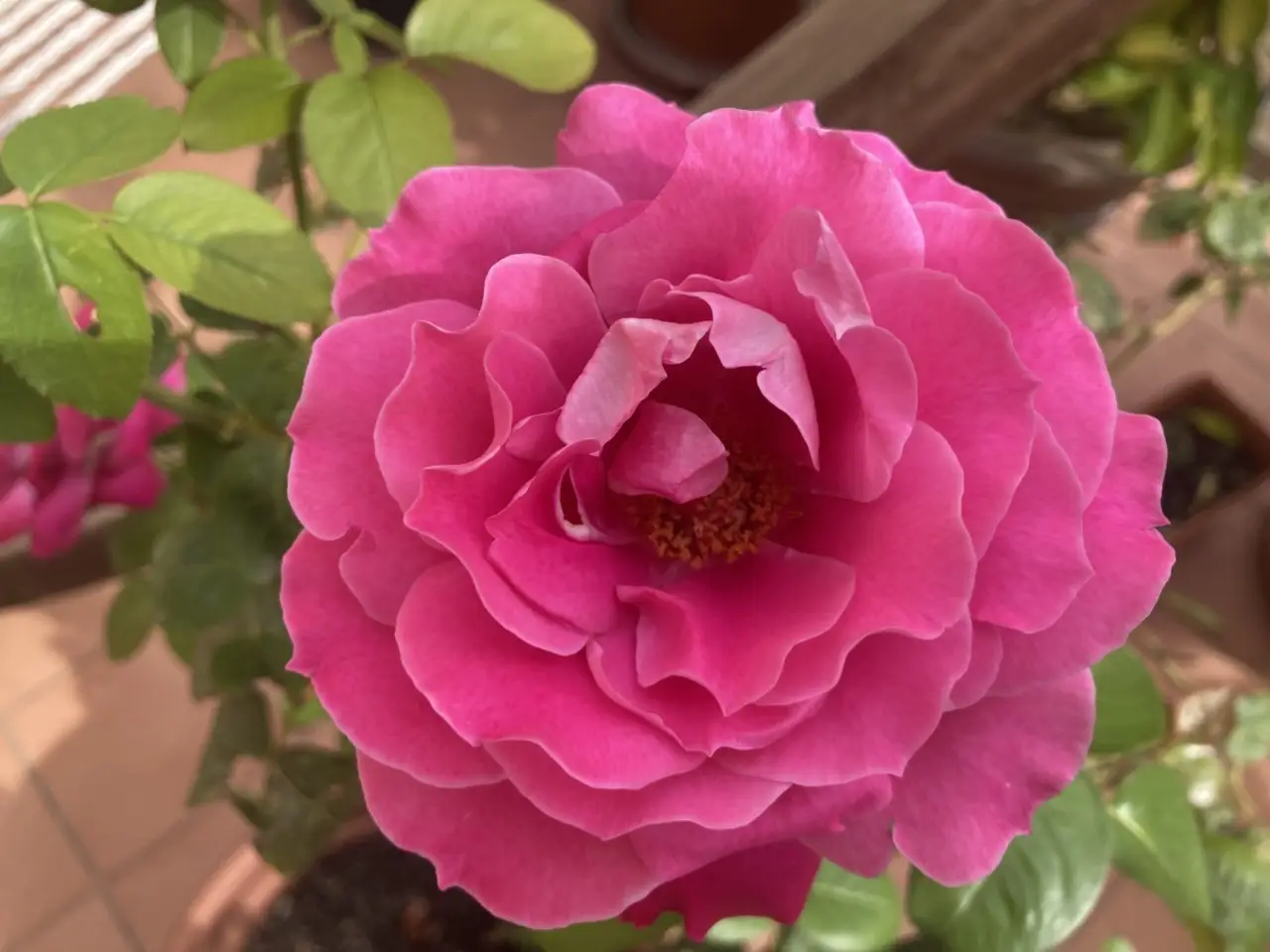 12 piante perenni che vivono da sole: questo è il tuo giardino fiorito senza fatica Immagine selezionata