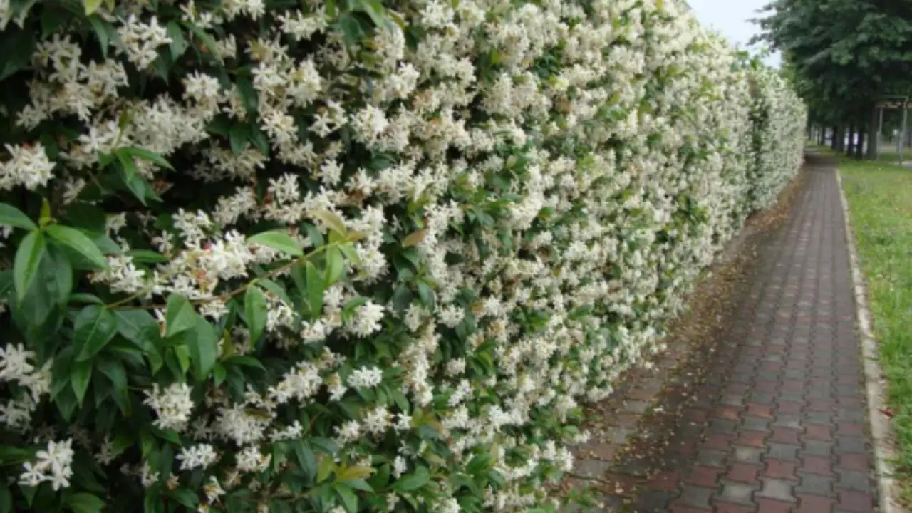 12 piante perenni che vivono da sole: questo è il tuo giardino fiorito senza fatica Immagine selezionata