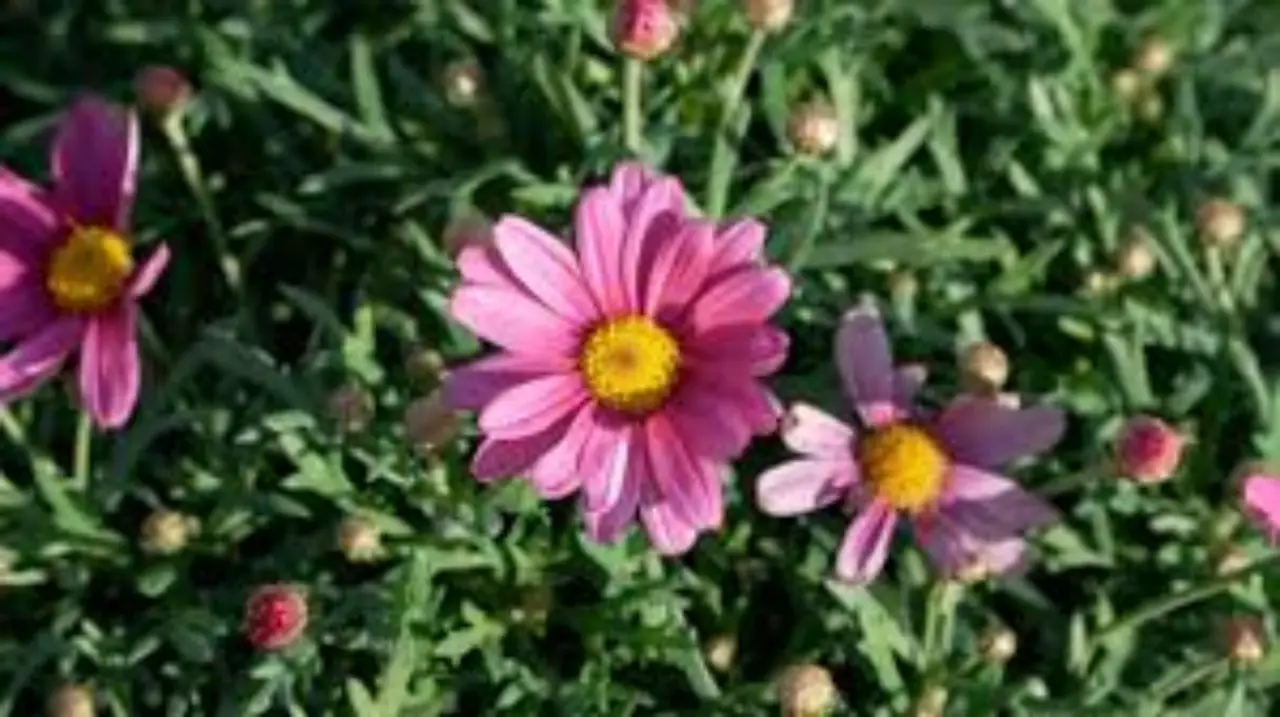 12 piante perenni che vivono da sole: questo è il tuo giardino fiorito senza fatica Immagine selezionata