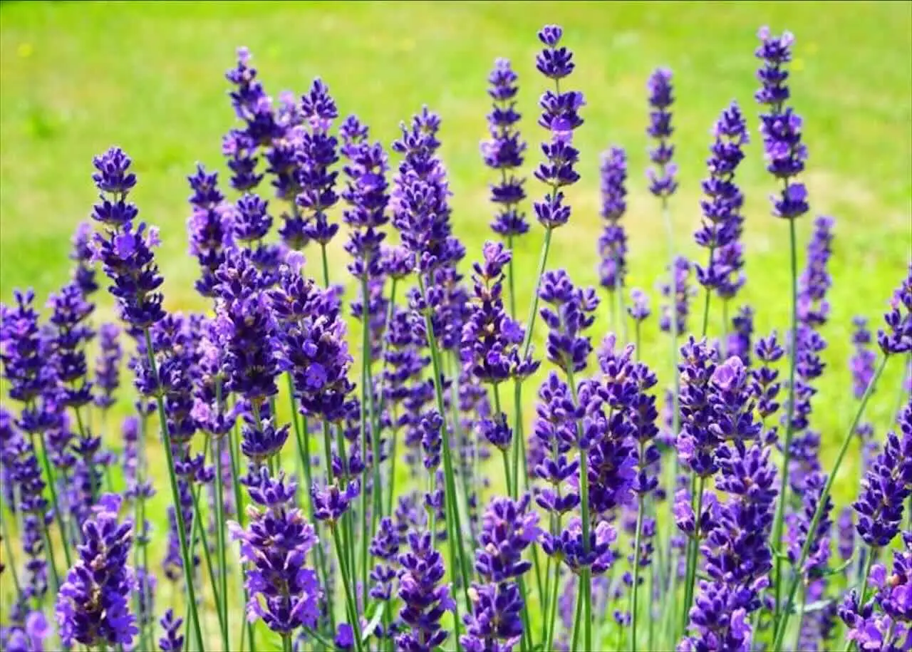 12 piante perenni che vivono da sole: questo è il tuo giardino fiorito senza fatica Immagine selezionata