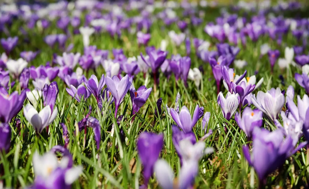 La primavera trasforma il nostro monte preferito in un tripudio di colori Immagine selezionata