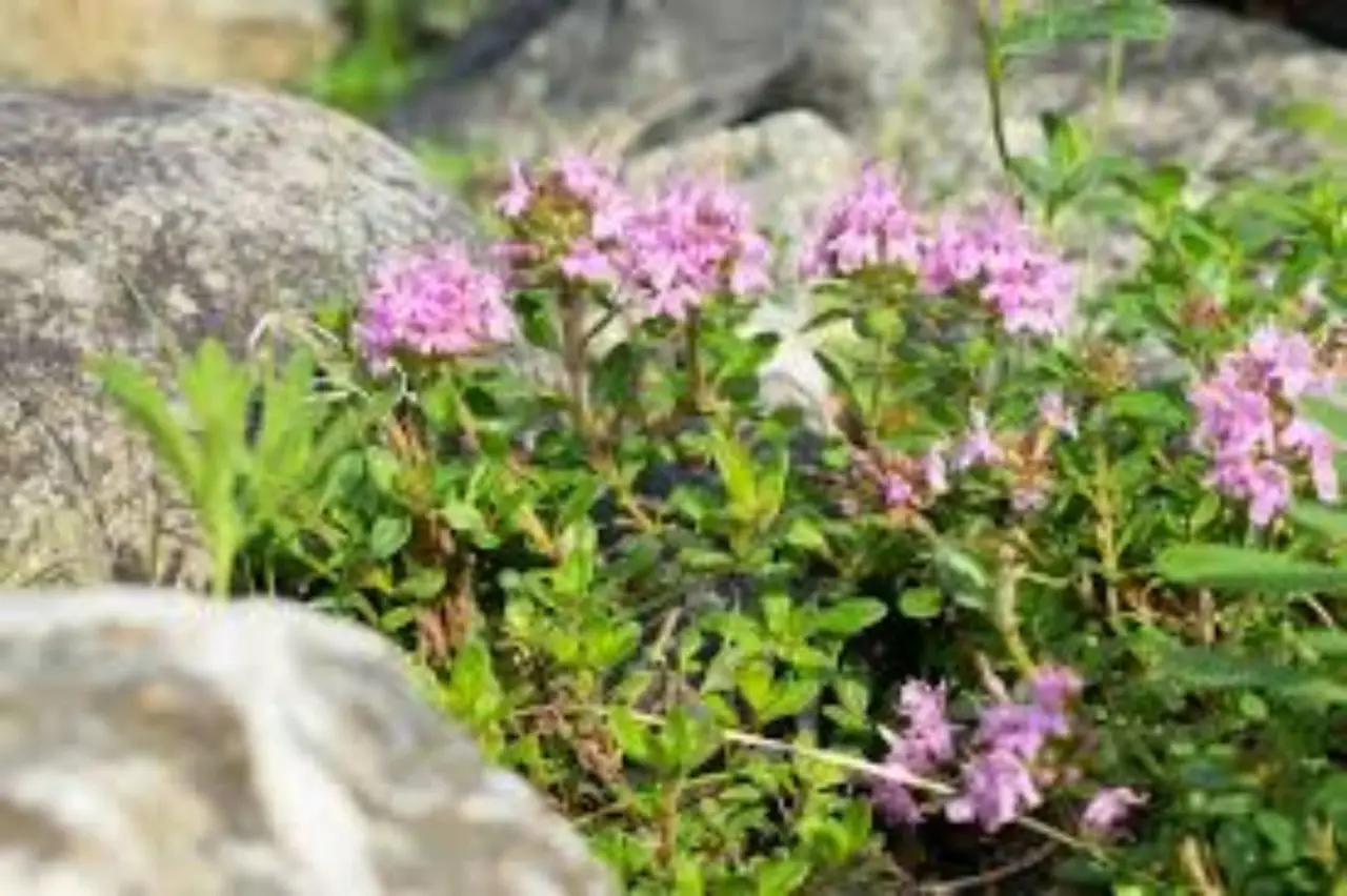 La primavera trasforma il nostro monte preferito in un tripudio di colori Immagine selezionata