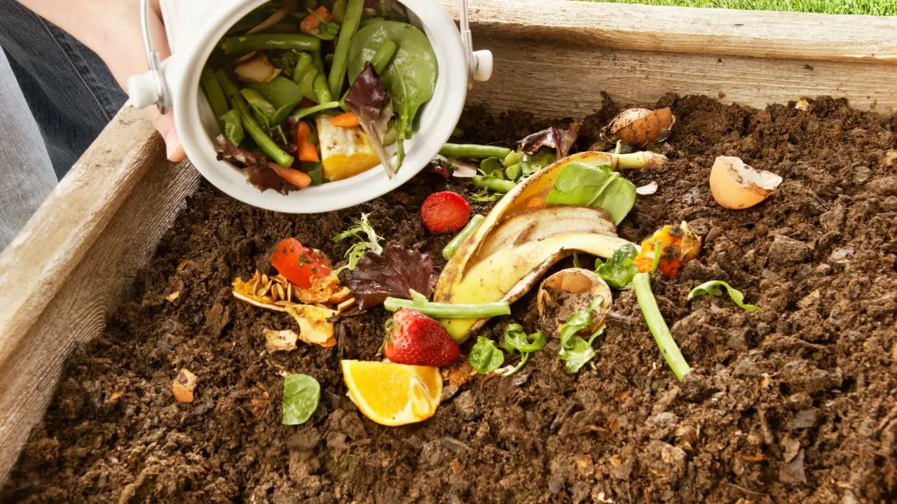 Bucce di banana in giardino: ecco il trucco geniale che trasforma le tue piante! Immagine selezionata