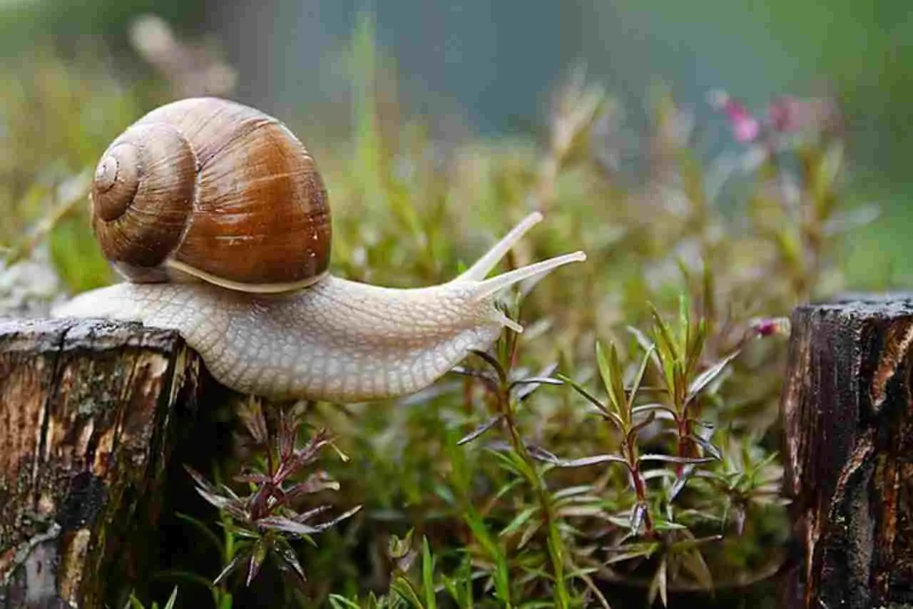 Emergenza in giardino: ecco la nuova lumaca killer minaccia le tue piante! Emergenza in giardino: ecco la nuova lumaca killer minaccia le tue piante!