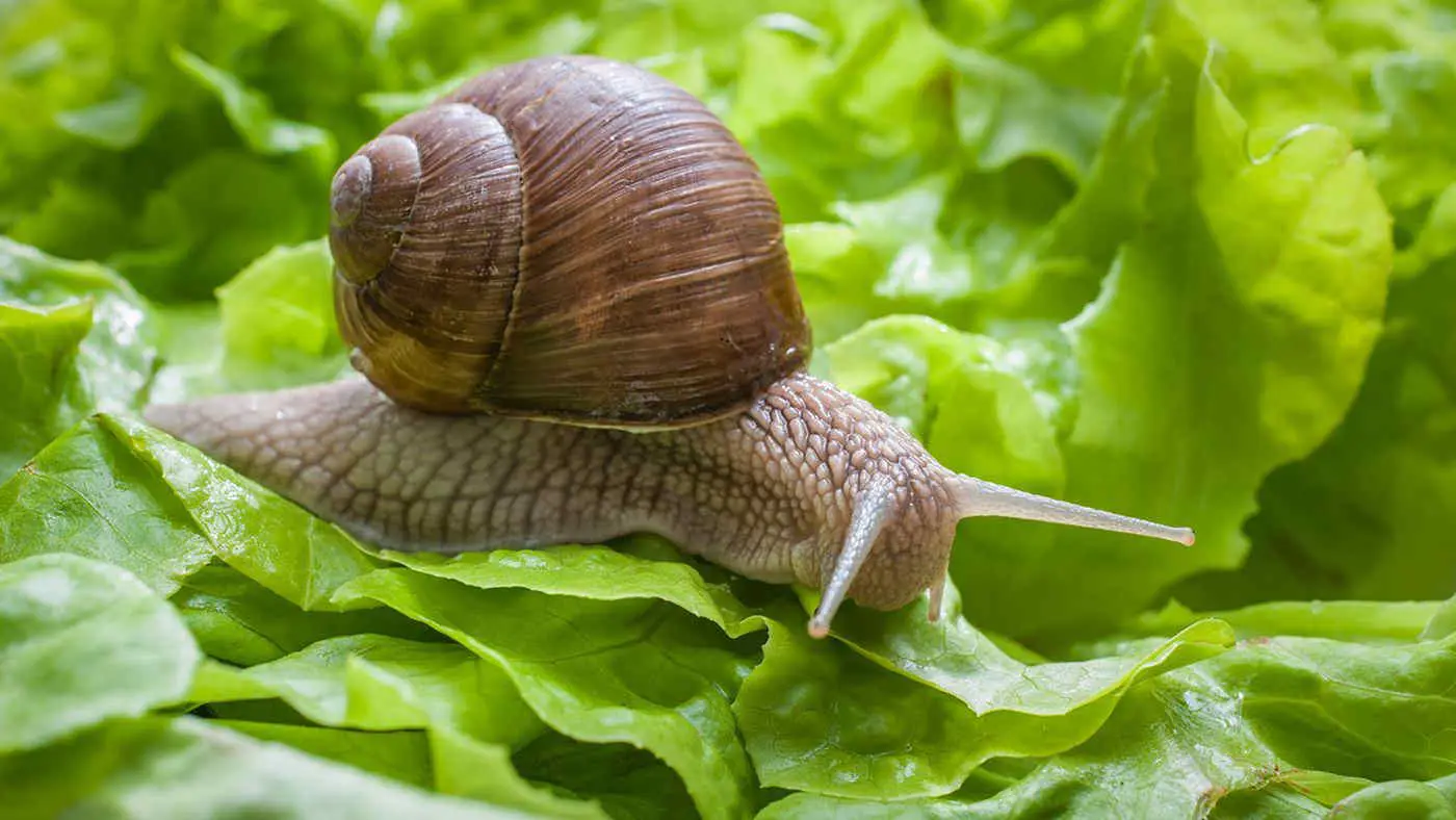 Emergenza in giardino: ecco la nuova lumaca killer minaccia le tue piante! Immagine selezionata