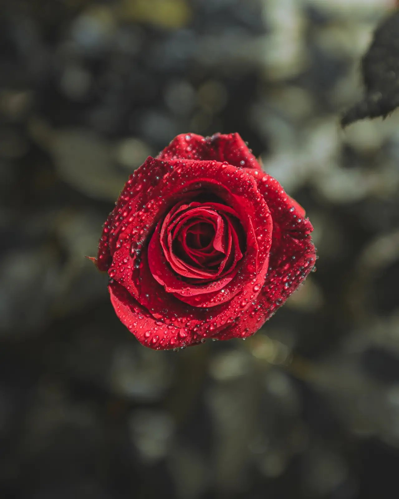 Come creare un angolo romantico con delle rose inglesi Come creare un angolo romantico con delle rose inglesi