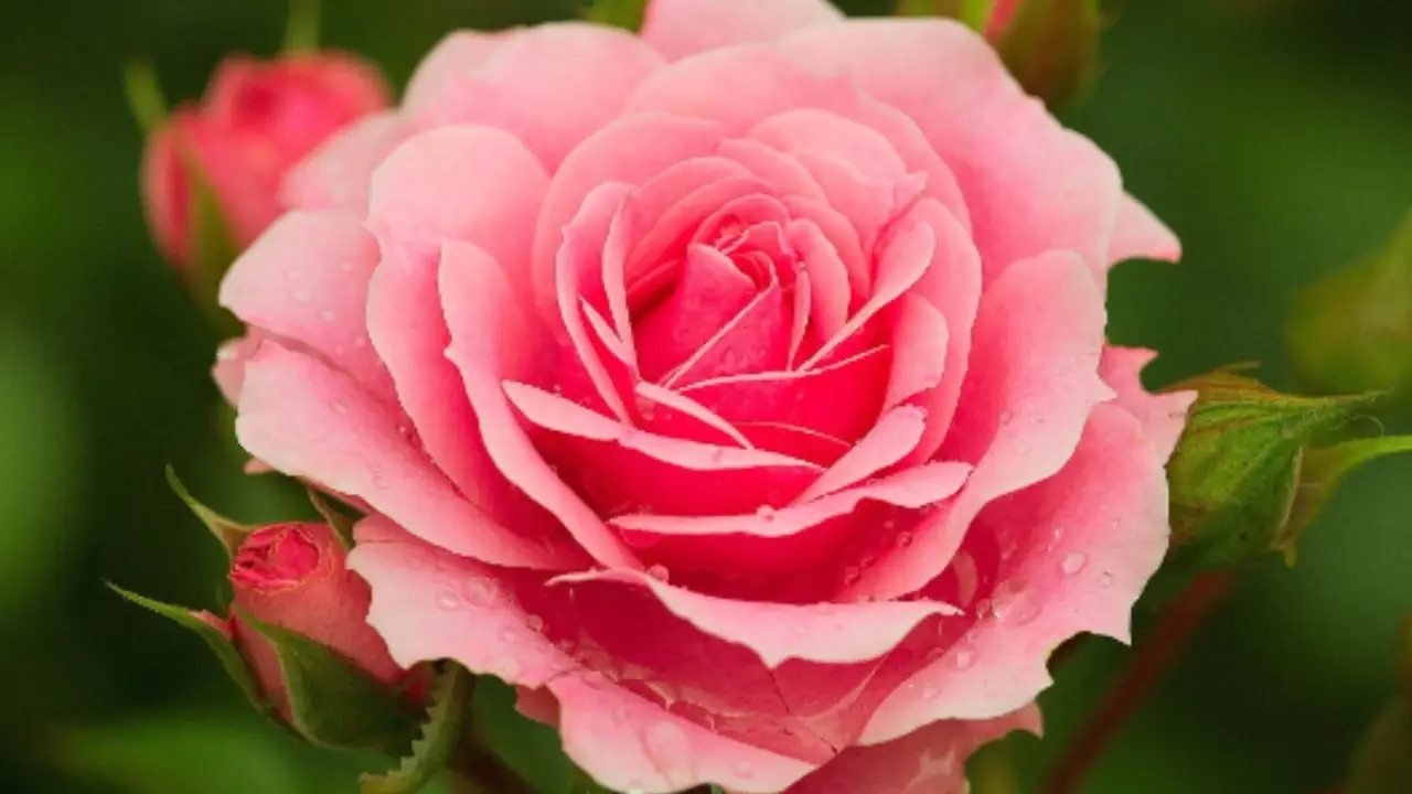 Come creare un angolo romantico con delle rose inglesi Immagine selezionata