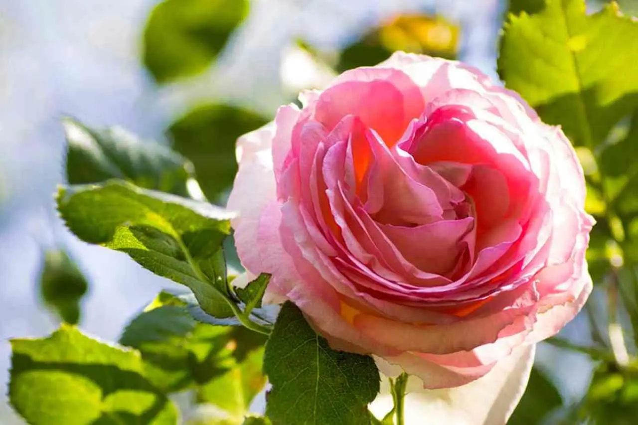 Come creare un angolo romantico con delle rose inglesi Immagine selezionata