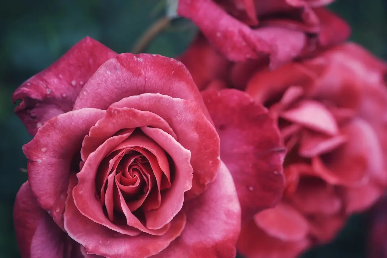 Come creare un angolo romantico con delle rose inglesi Immagine selezionata