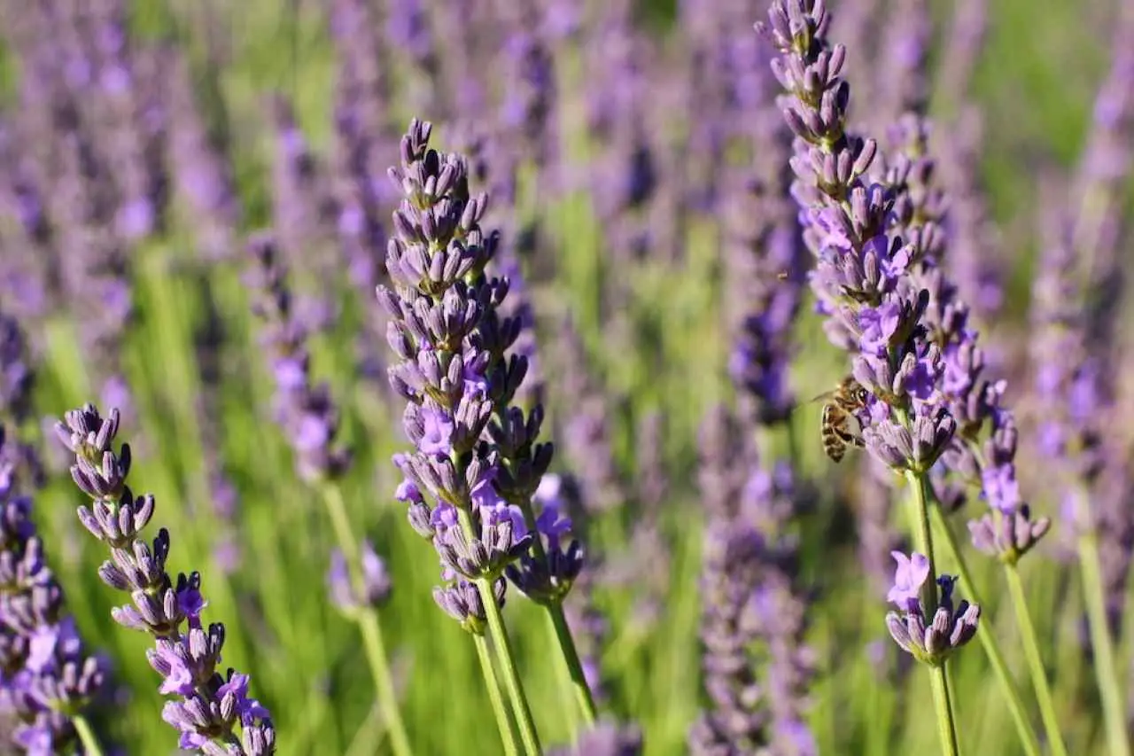 Lavanda infestata da afidi: ecco il rimedio naturale più efficace Lavanda infestata da afidi: ecco il rimedio naturale più efficace