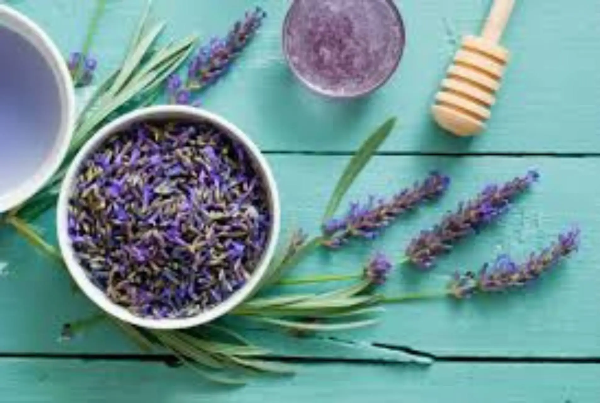 Lavanda infestata da afidi: ecco il rimedio naturale più efficace Immagine selezionata