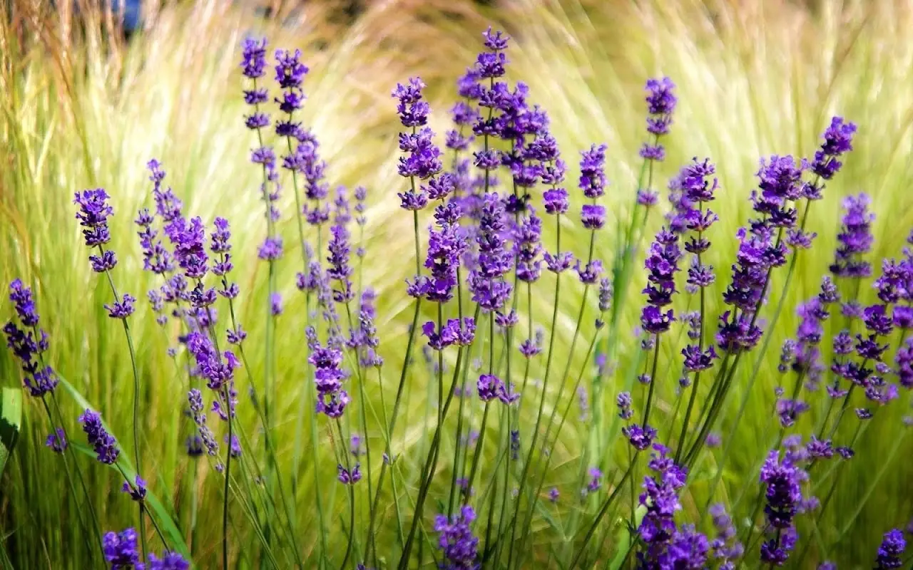 Lavanda infestata da afidi: ecco il rimedio naturale più efficace Immagine selezionata