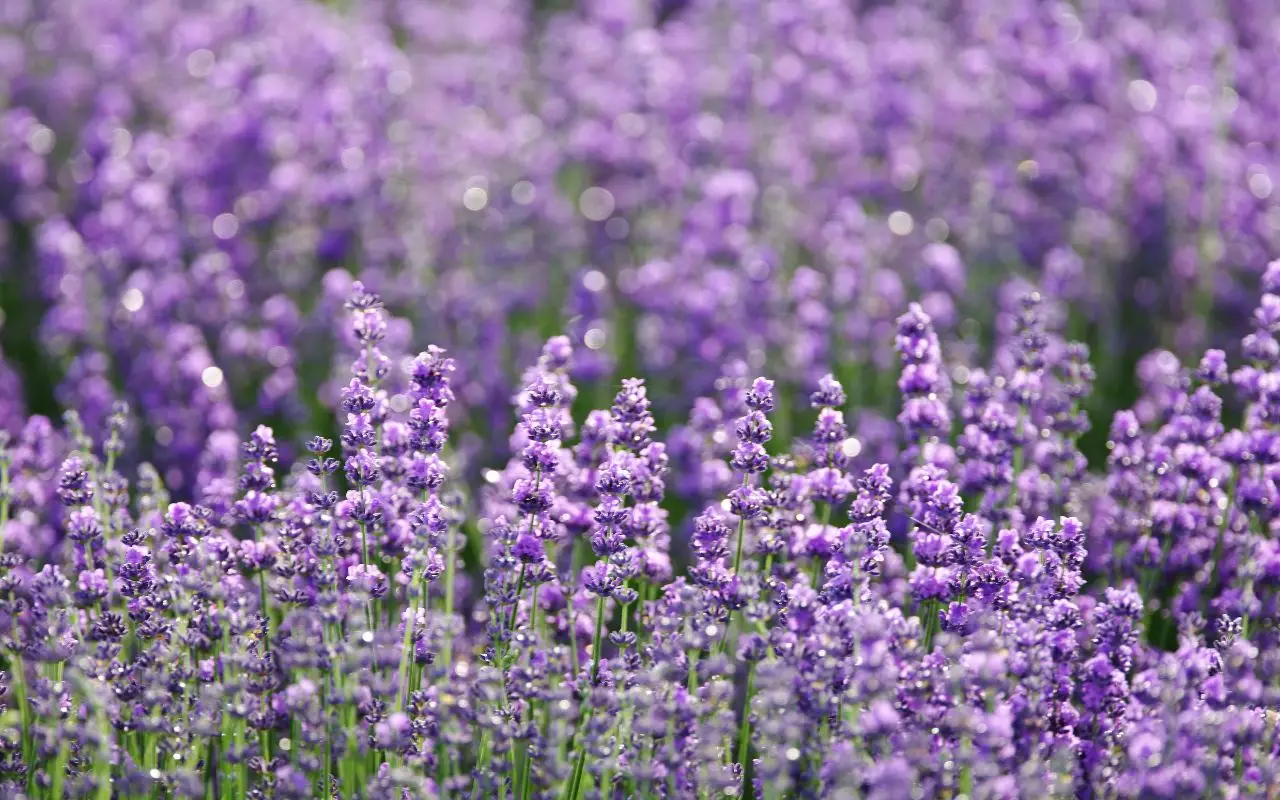 Lavanda infestata da afidi: ecco il rimedio naturale più efficace Immagine selezionata