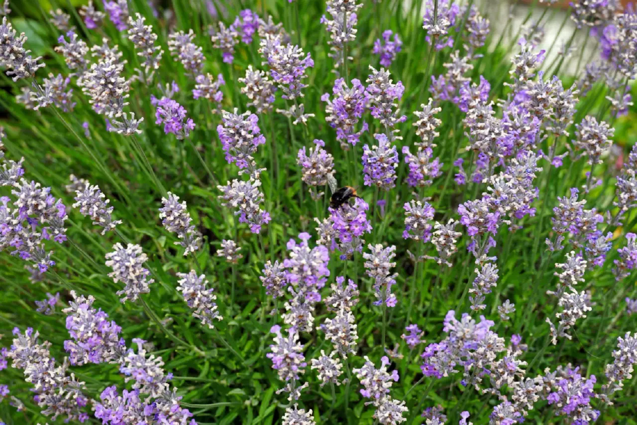 Lavanda infestata da afidi: ecco il rimedio naturale più efficace Immagine selezionata
