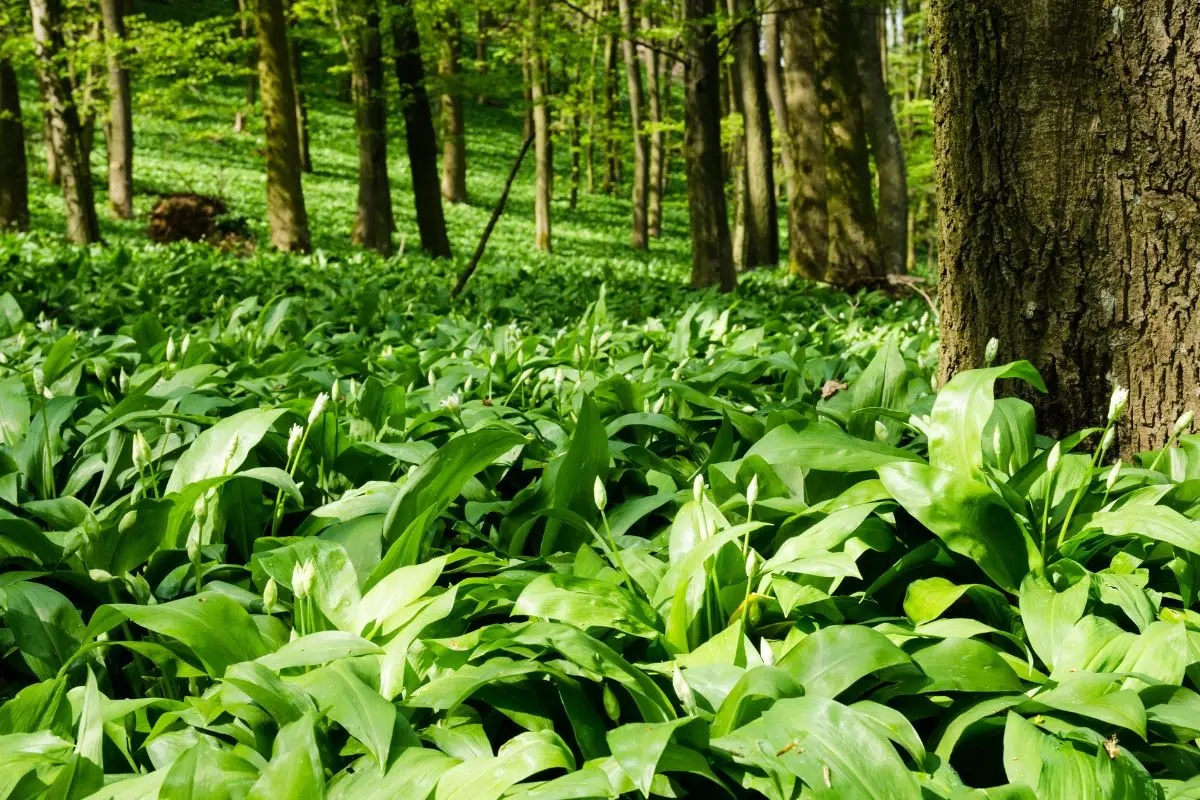 Come coltivare l’aglio orsino in vaso: ecco la nuova moda green del 2025 Immagine selezionata