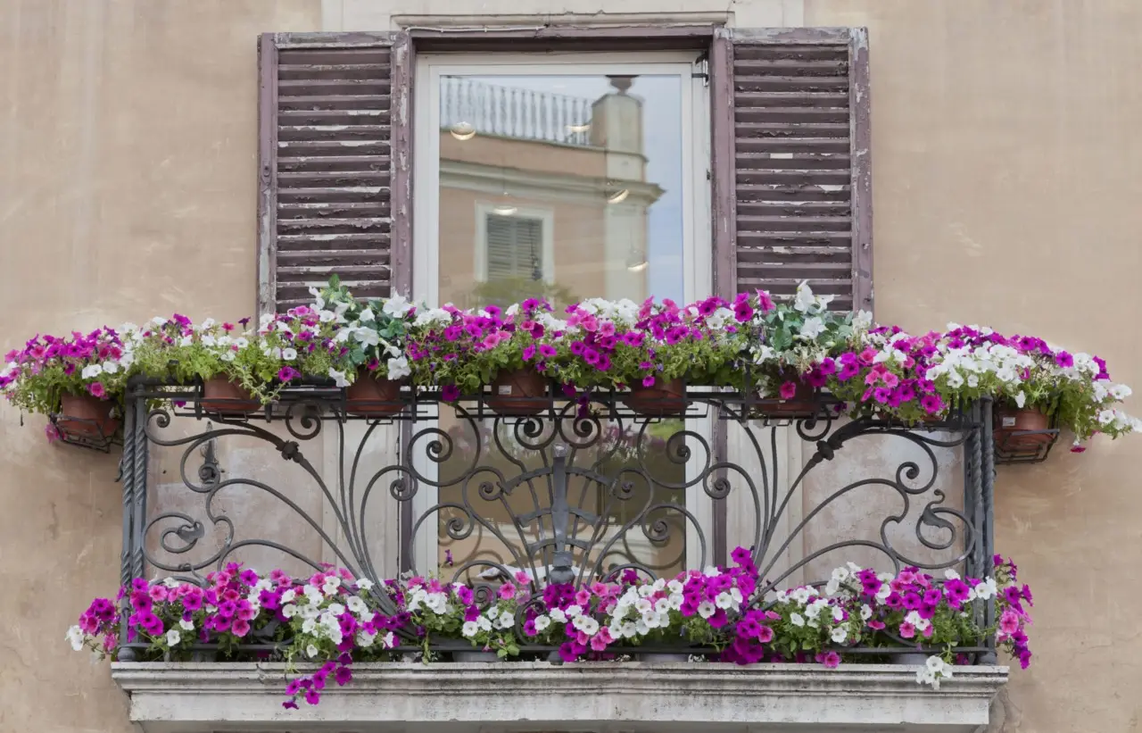 Piante da balcone resistenti al sole: ecco le sei varietà che non temono il caldo Immagine selezionata