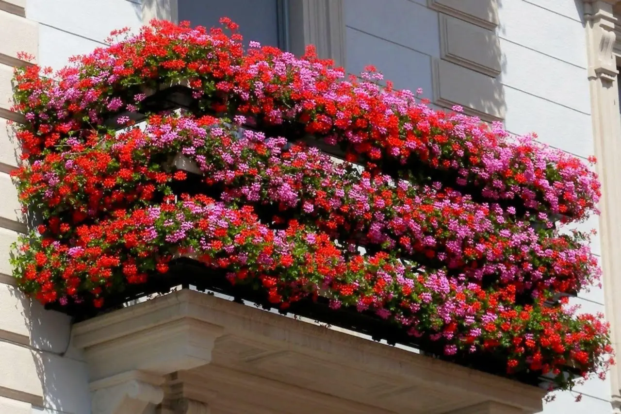 Piante da balcone resistenti al sole: ecco le sei varietà che non temono il caldo Immagine selezionata
