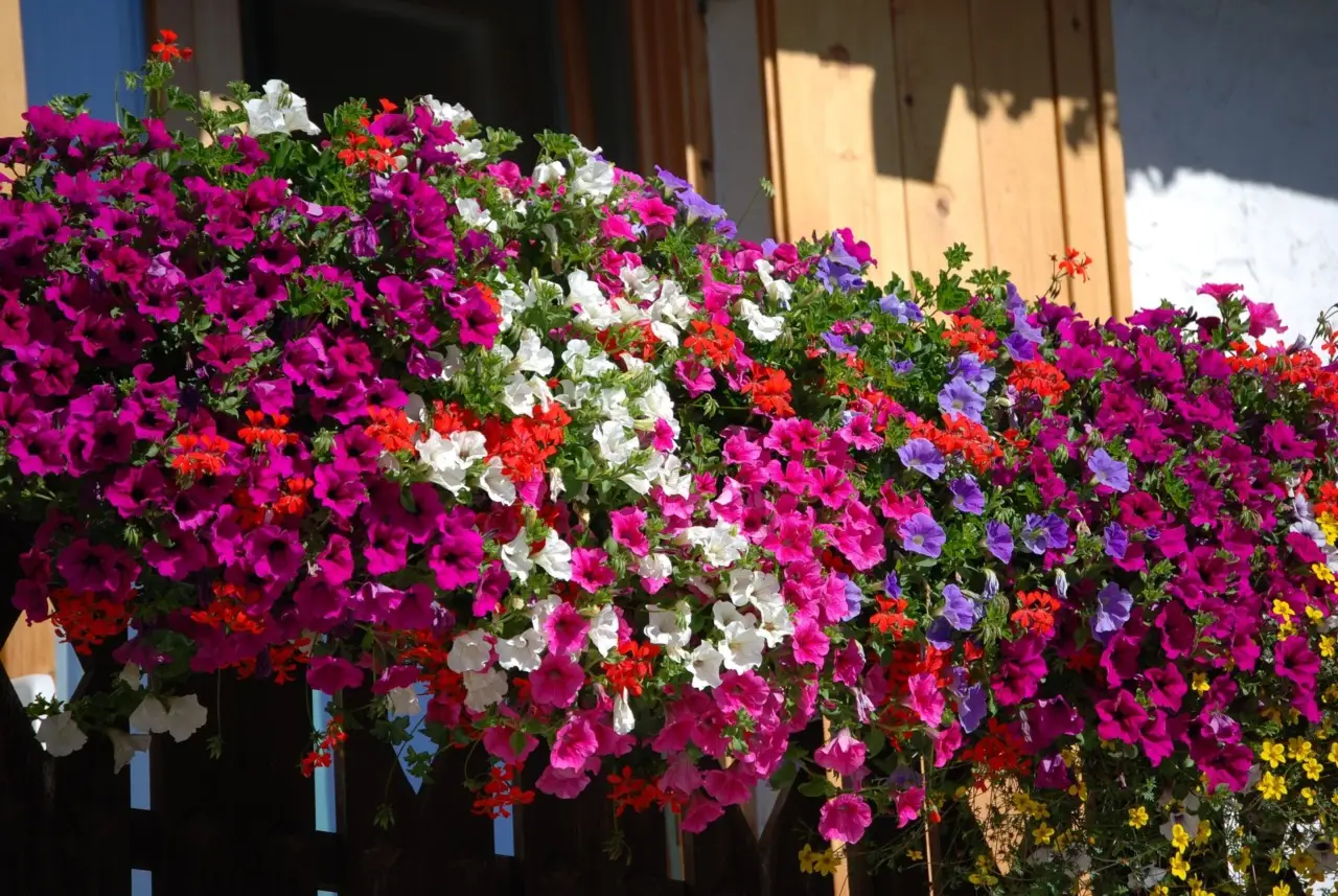 Piante da balcone resistenti al sole: ecco le sei varietà che non temono il caldo Immagine selezionata