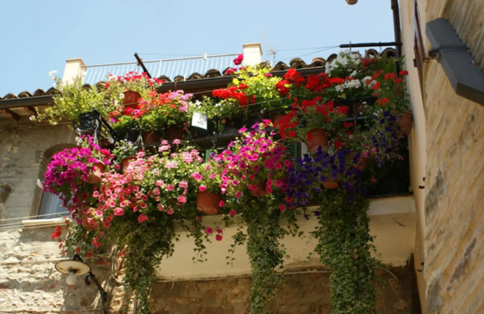Piante da balcone resistenti al sole: ecco le sei varietà che non temono il caldo Immagine selezionata